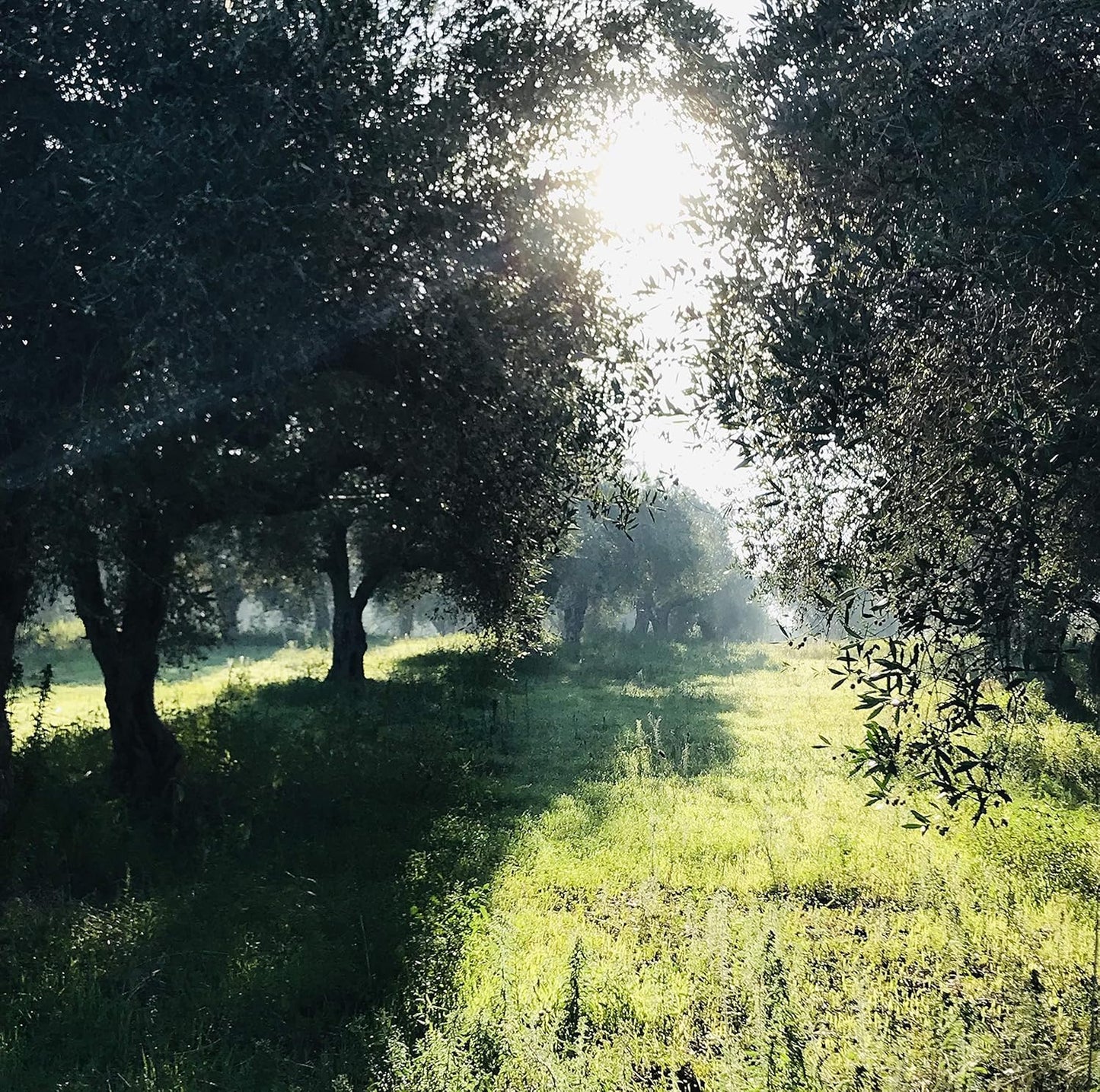 High Mountain Organic EVOO from Little Gypsy Farms | Extra Virgin Olive Oil from a Single Estate in Greece | First Cold-Pressed | High Polyphenols & Amino Acids | Non-GMO | 500ml (2 Pack)