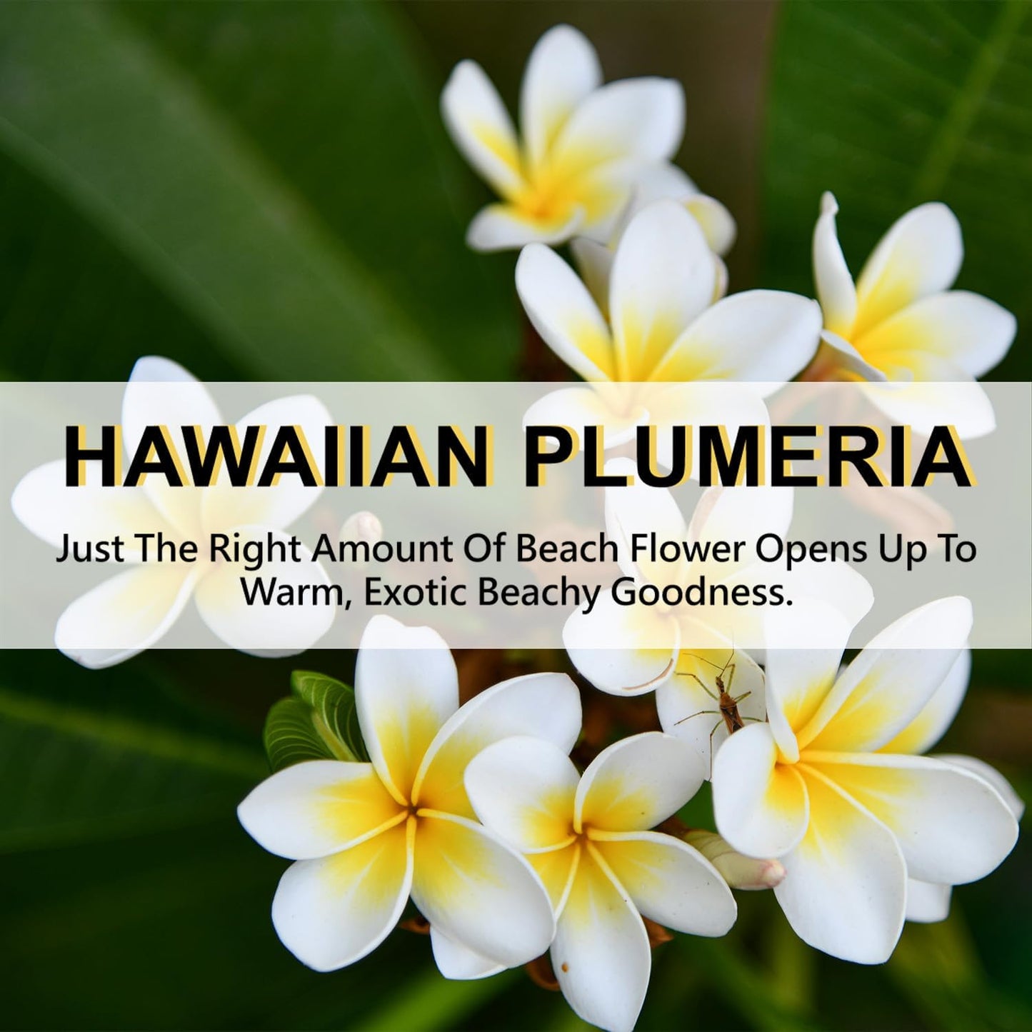 Large 12 Packs Hawaiian Plumeria Hanging Closet Air Freshener Scented Sachets Long Lasting Smell Goods