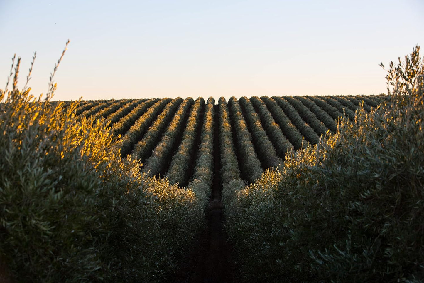 Extra Virgin Olive Oil - Santa Maria Portuguese Vintage Metal Tin - 1 L. This is a brand with almost 100 Years.